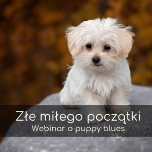 Złe miłego początki. Webinar o puppy blues